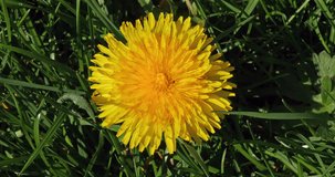 Flowers of Common Dandelion, taraxacum officinale, Normandy, Real Time 4K