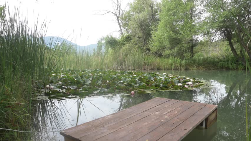 Water lilies in bloom in a pond surrounded by reeds, green grass, and trees in summer. Still shot with the mountain in the background and a wooden pontoon in the foreground.