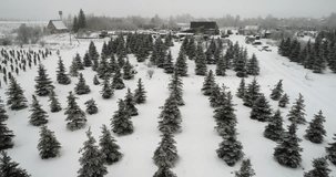 Aerial Video Of A Pine Growing Nursery and Pine Plantation of Christmas Tree in Winter in Russia