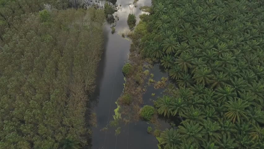 aerial view of flooded palm plantations in Oman.