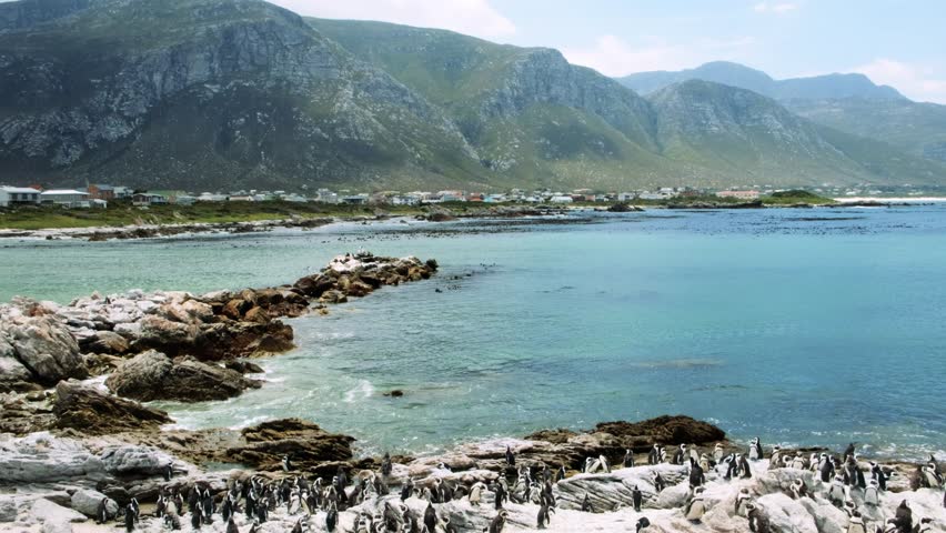 Vertical pan of penguin colony at Betty