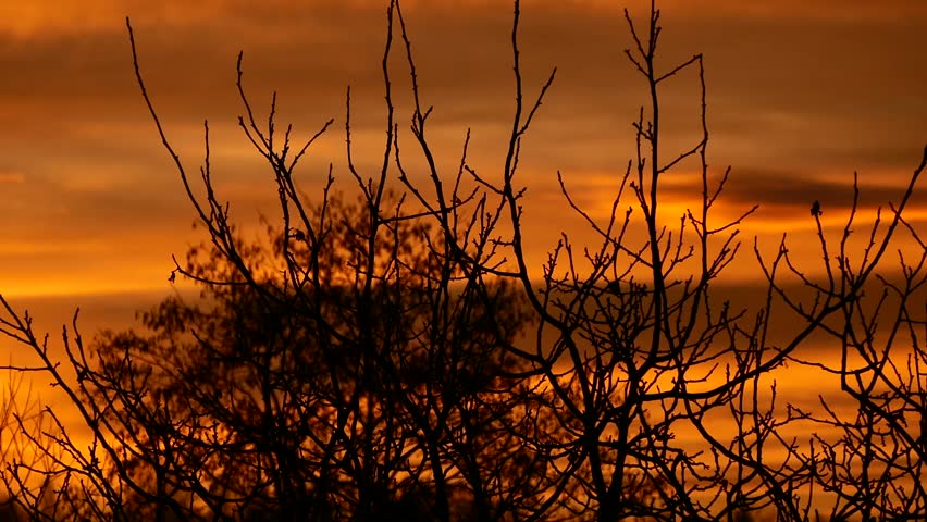 Orange sunset. A beautiful autumn evening. Bare tree branches.