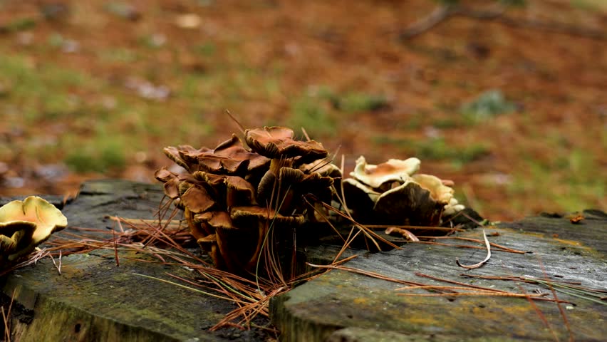 Growing mushrooms in the forest on a tree stump in the rain. Falling autumn raindrops
