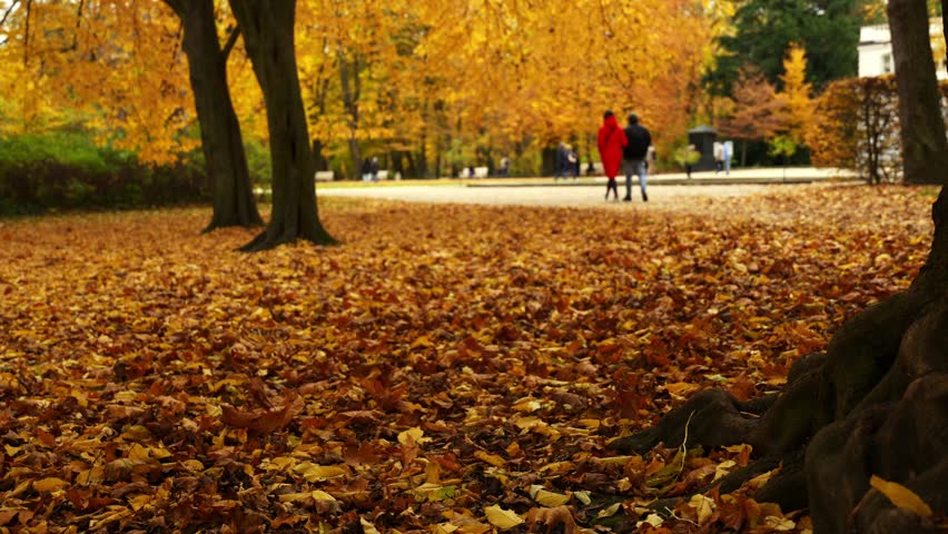 Close up of autumn leaves  in an autumn park. 