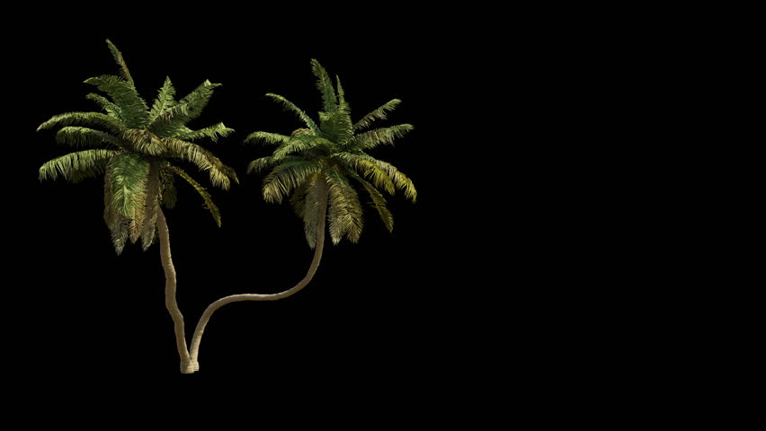 Isolated 3D realistic palm tree on the wind and black background with transparent cut out animation and alpha channel. 4k 30 fps seamless loop. Royalty-Free Stock Footage #3390188833