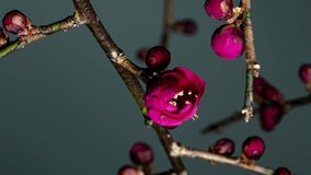 4K time-lapse video of pink plum blossoms slowly blooming on a gray background.