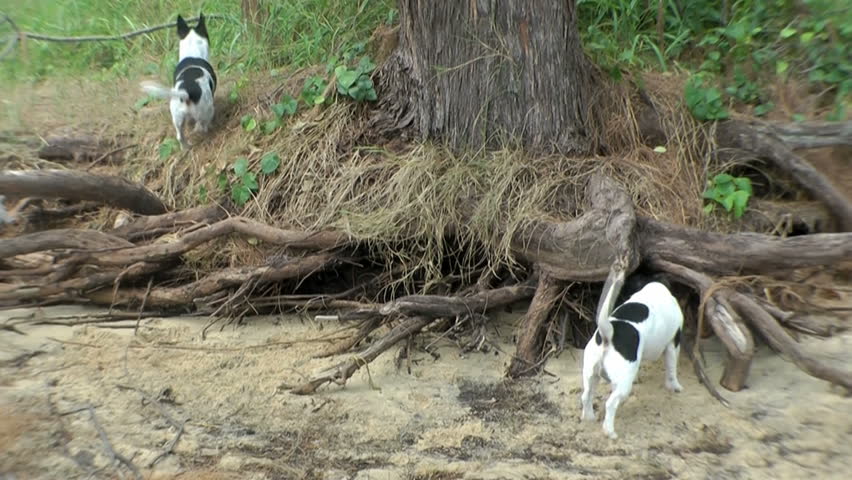 Beach scene, dogs play around a tree