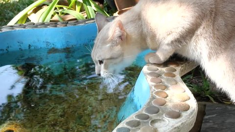 Cat is drinking in the pool.