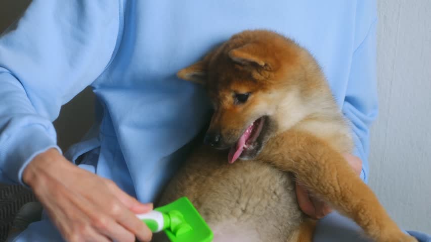 young woman combed with slicker brush out a shiba inu puppy lying calmly in her arms. Combing the hair of a dog, the concept of animal care. A pet trusts its owner. Home grooming Royalty-Free Stock Footage #3390458641