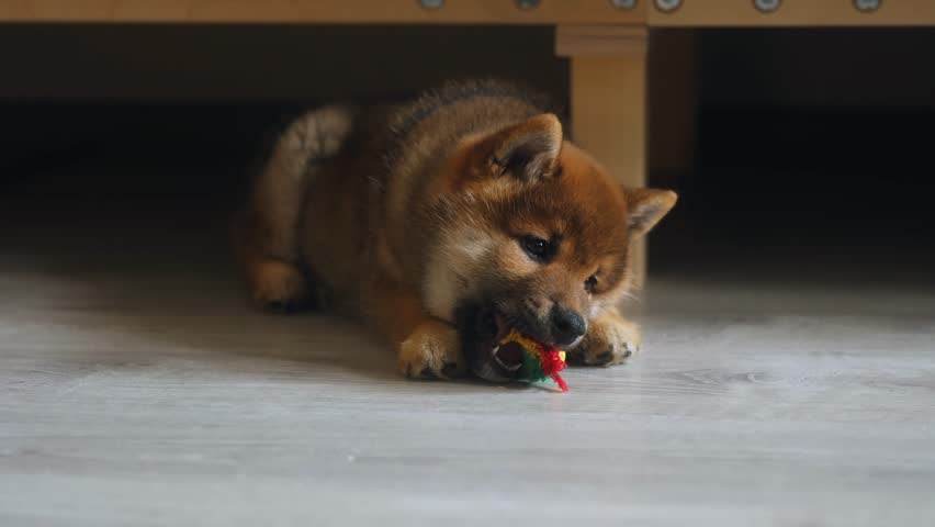 Close up of small two month old shiba inu puppy gnawing colorful rope toy at home on floor. Quarantine before and after vaccination for dogs. Games with pets. Thoroughbred shiba inu color sesame red Royalty-Free Stock Footage #3390459019
