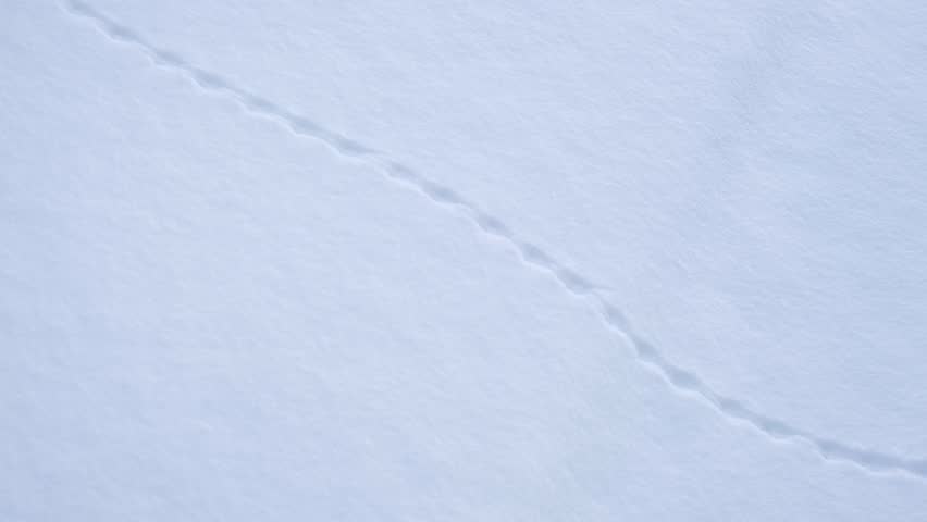 Traces of mice, little beast in the snow. Field Mouse footprints in the deep snow. Follow the trail of wild animals in winter season. Animal tracking, snow print identification. Identifying. Identify