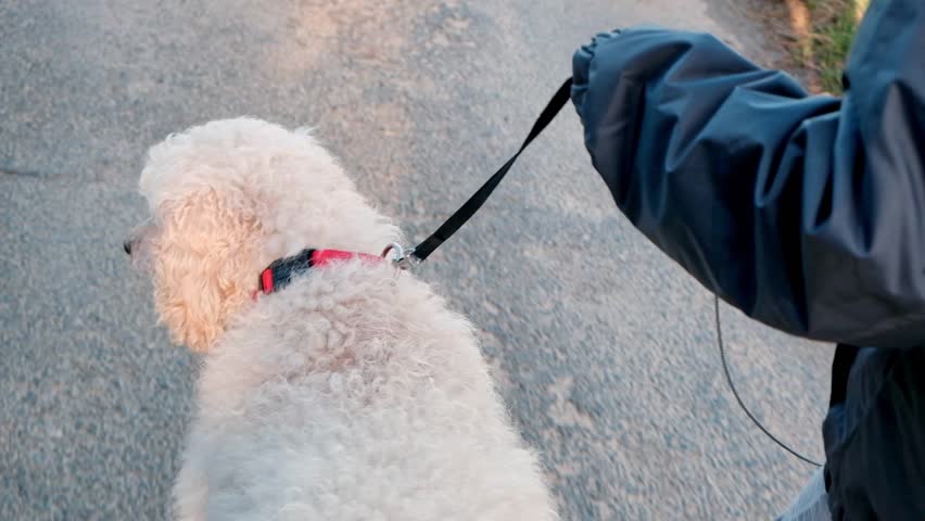 a young boy and his majestic royal poodle saunter through the streets, embodying a delightful blend of youth and canine elegance