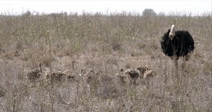 Ostrich, struthio camelus, Male and Chicks walking through Savannah, Nairobi National Park in Kenya, Real Time 4K