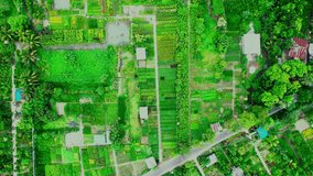 Green Landscape top down Drone view,Green Plantation village Aerial view,Greenary,Nature Drone video