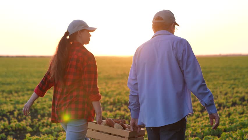 man woman working farm carry potatoes carrots box, agriculture, farm sunset, farmers engineers harvesting, business farm concept, teamwork group people man woman, senior agronoser field, vegetable Royalty-Free Stock Footage #3390528467