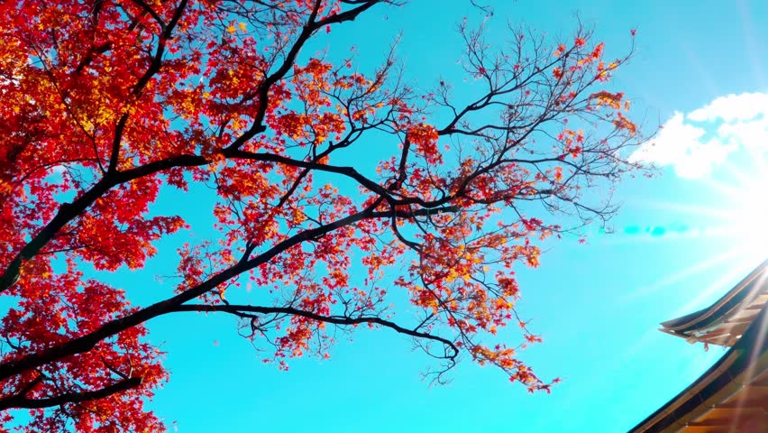 Colorful Autumn with Kinkakuji temple Golden pavilion in Kyoto, Japan