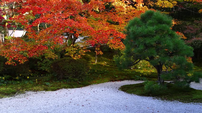 Traditional Japanese zen garden in autumn, gimbal shot of beautiful autumn garden with red maple trees in Kyoto, Japan. High quality 4k footage
