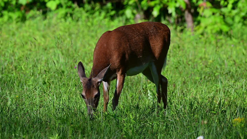 Whitetail Deer doe grazing in a field of tall grasses in the Spring, the Great Smoky Mountains National Park, Tennessee, USA