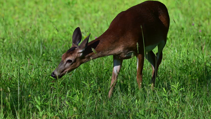Whitetail Deer doe grazing in a field of tall grasses in the Spring, the Great Smoky Mountains National Park, Tennessee, USA