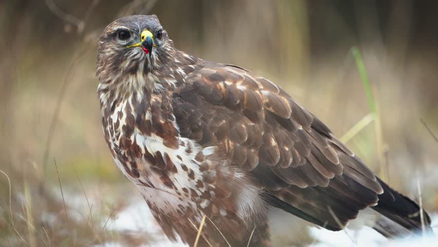 Common buzzard eating its prey in winter