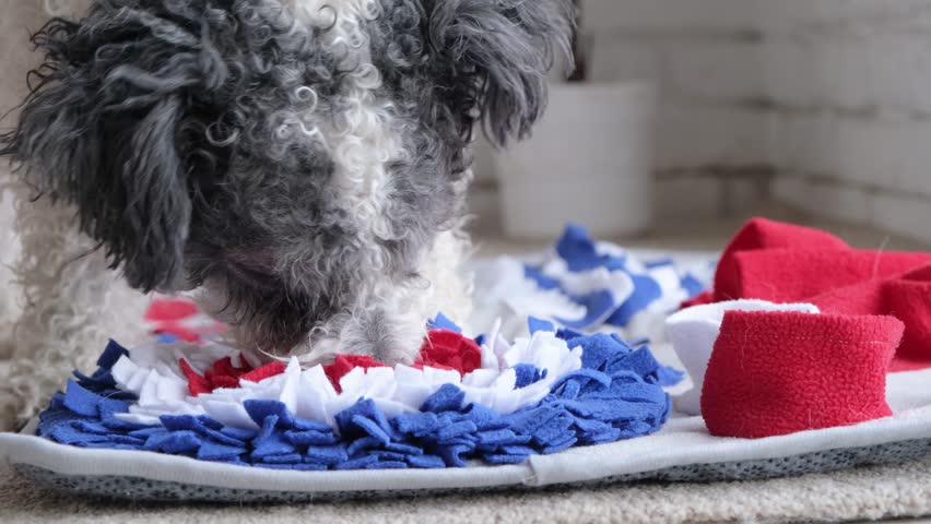dog sits on dog sniffing mat. Interactive toy for pet, develops sense of smell, logical thinking, search for dry food hidden in pockets of textile ribbon. Find treat nose Royalty-Free Stock Footage #3390661199