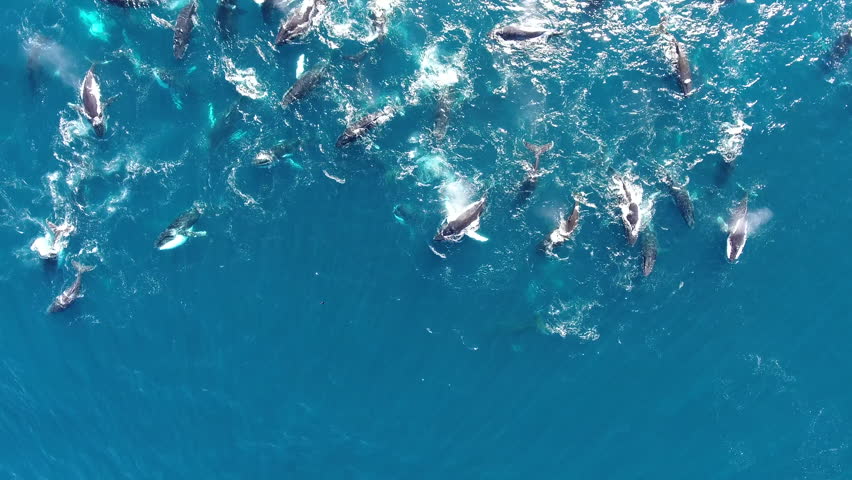 Drone spirals above huge pod of humpback whales