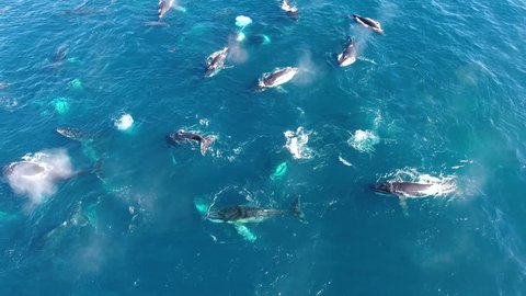 Drone flies slowly over huge pod of humpback whales