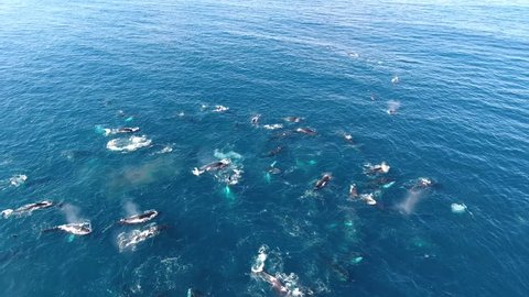 Drone circles slowly around huge pod of humpback whales