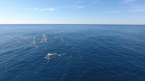 Drone circles slowly around huge pod of humpback whales