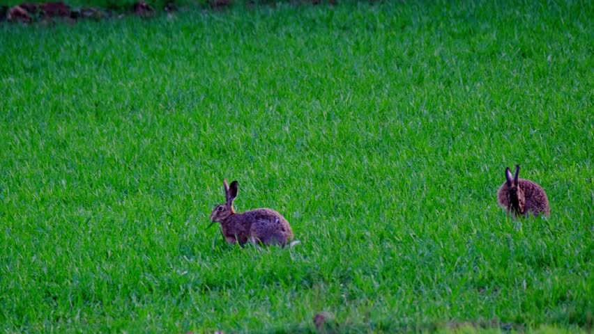 valuable game animals grazing on green lawn, mammal hare of lagomorph order, Lepus europaeus eats grass, young wheat plants, harming agriculture, winter crops, object of amateur and sport hunting Royalty-Free Stock Footage #3390749479