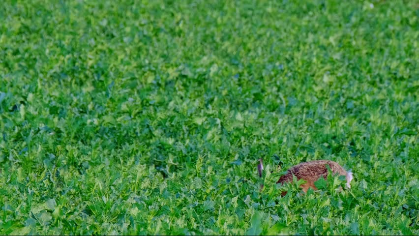 valuable game animal grazing on a green lawn, mammal hare of the lagomorph order, Lepus europaeus eats young rapeseed plants, concept of harming agriculture, object of amateur and sport hunting Royalty-Free Stock Footage #3390749625
