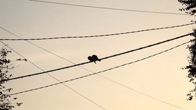 A video of two pigeons close to one another on a black electric cable wire across an orange evening sky. 