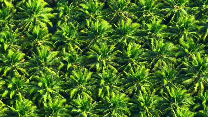 Sustainable Farming: Aerial view of a thriving coconut plantation highlights eco-friendly practices, where nature and agriculture coexist harmoniously. Cultivation concept.
