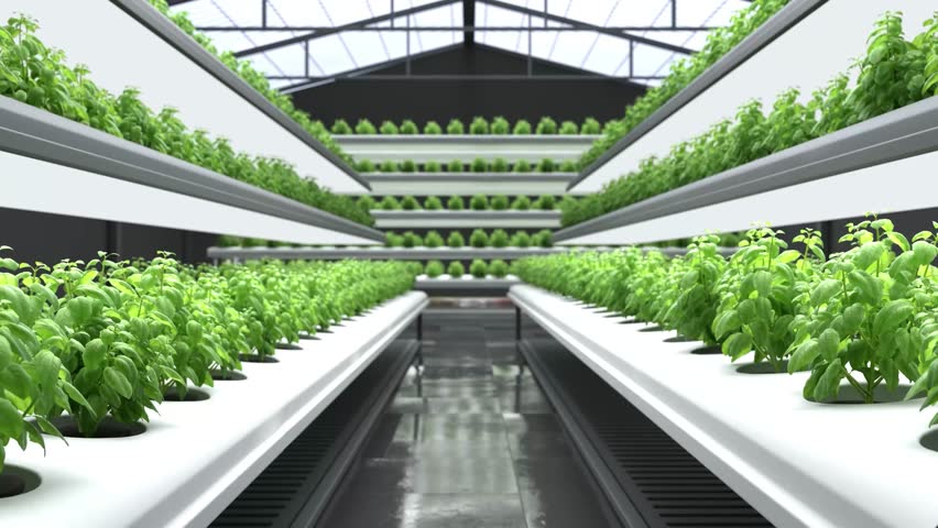 Organic Hydroponics Vegetable Farm, Agriculture technology, Vegetable garden in the laboratory