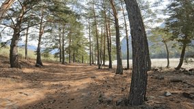 Wide angle video from action camera of walking along Altai river Katun through pine forest.