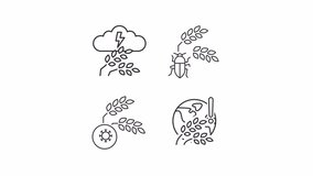 Crop damage animation set. Wheat and pests animated line icons. Harvest diseases. Severe weather. Black illustrations on white background. HD video with alpha channel. Motion graphic