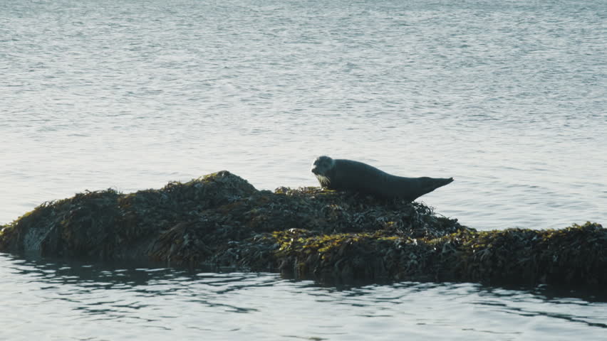 A young seal is swimming close to the shore. Denmark.