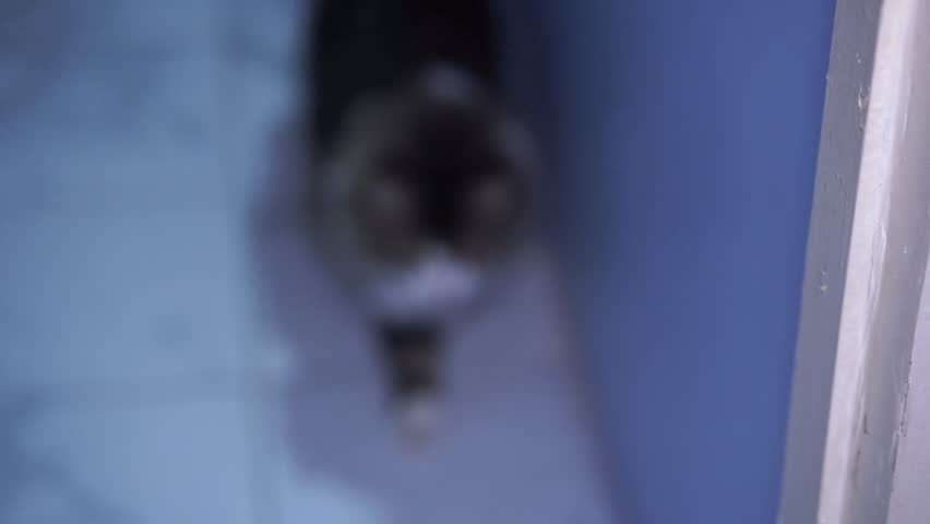  cat lies intently on the floor. cat came running to me.Maine Coon Cat.