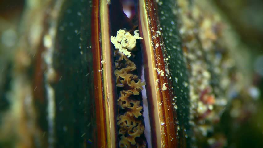By filtering sea water, mussels (Mytilus) stick together suspended particles and release them in the form of silty lumps, extreme close-up.