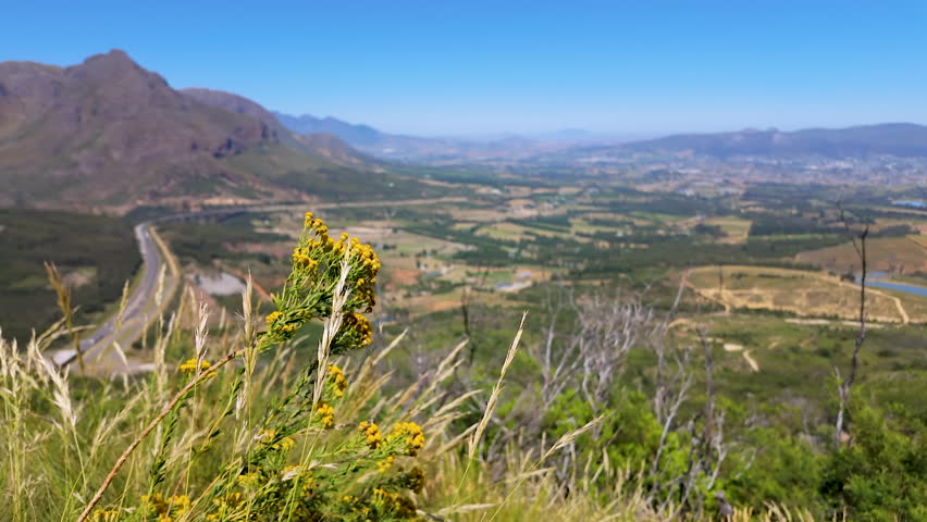 A beautiful shot of mountain fynbos on Du Toit's Kloof, overlooking a city near the Northern Cape of South Africa.