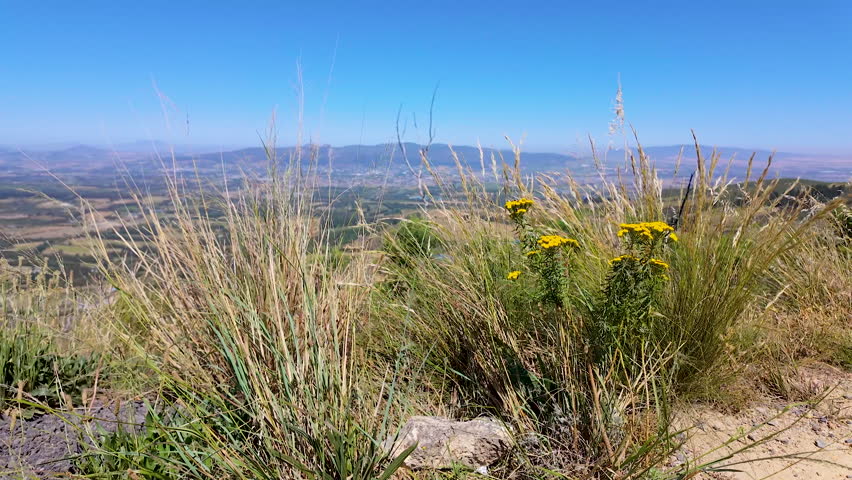 A beautiful shot of mountain fynbos on Du Toit's Kloof, towards the Northern Cape of South Africa.