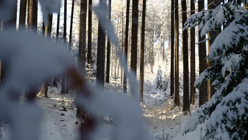 Forest covered in snow, the sun shining through the white trees. Winter in December in the Czech Republic Royalty-Free Stock Footage #3391306309