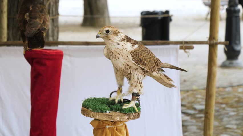 Captive Falcons Perched On The Stand Waiting For Show. - close up shot