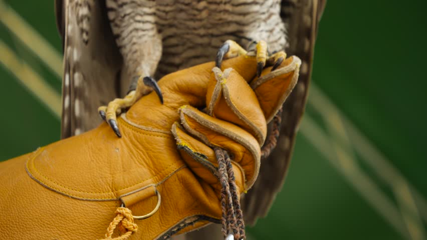 Captive Falcon Stand On Falconer