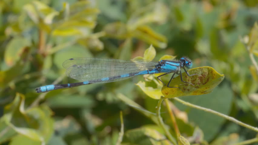 Detailed close up of a blue dragonfly sitting on the leaf. Slow motion.