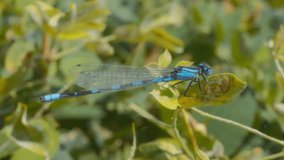 Detailed close up of a blue dragonfly sitting on the leaf. Slow motion. - Powered by Shutterstock - Get 15% off with code: PIKWIZARD15