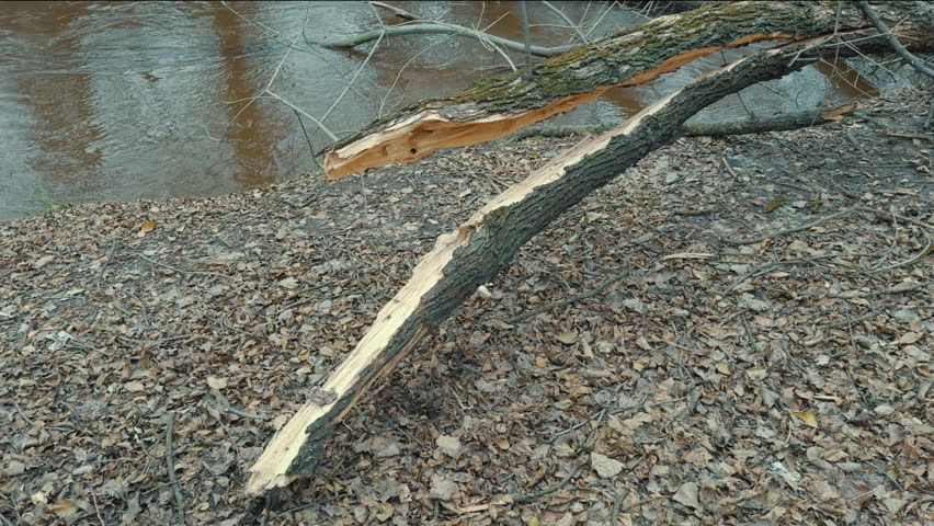 Broken, fallen trees on river bank after strong winds and hurricanes.