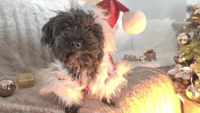 video of a cute Bichon dog in a Santa Claus hat and clothes, watching funny, moving his eyes and muzzle and lying comfortably on a warm blanket near the Christmas tree