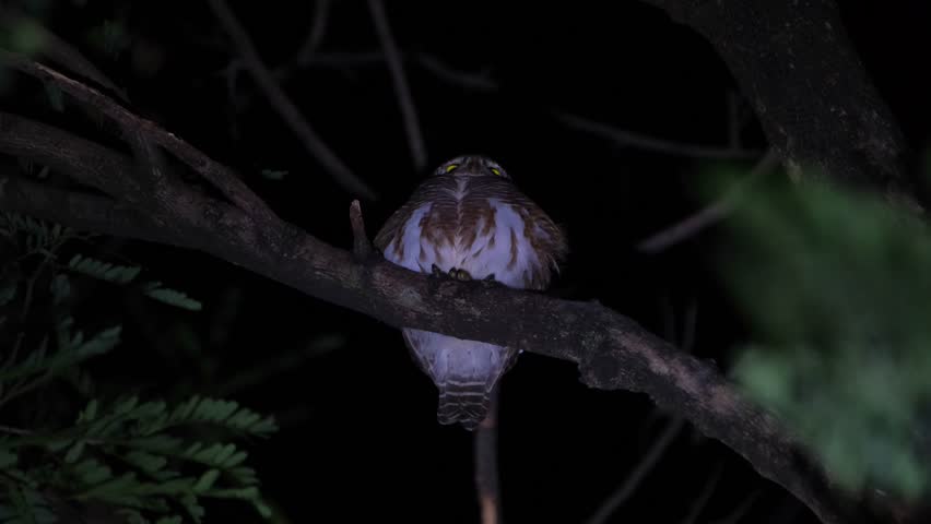 Camera zooms in showing this owl looking forward and then turns its head to its right while listening to every sound in the forest, Asian Barred Owlet Glaucidium cuculoides, Thailand Royalty-Free Stock Footage #3391488819