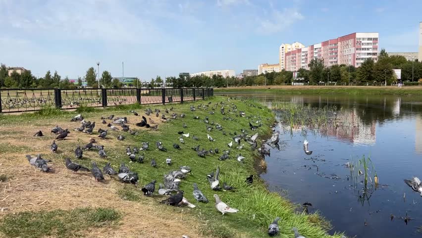 a flock of pigeons in the city walk in the park in summer